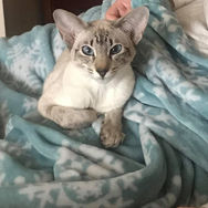 adopted2.jpg