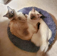 adopted13.jpg