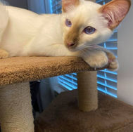 adopted5.jpg