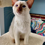 adopted16.jpg