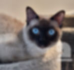 asher-2