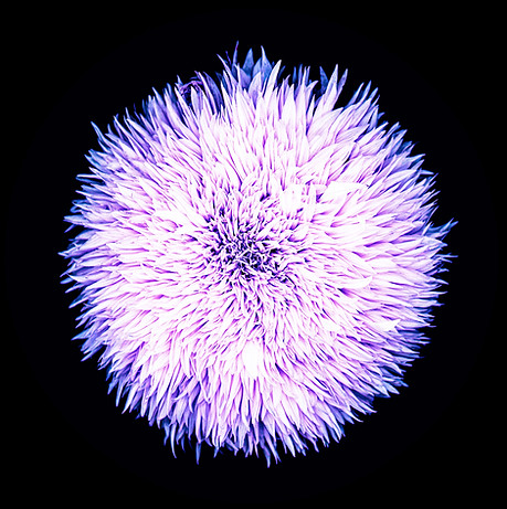 SINGLE - THE SEVENTH DAY - plateformes.jpeg