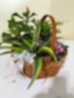 Jardins de plantes 1.jpeg