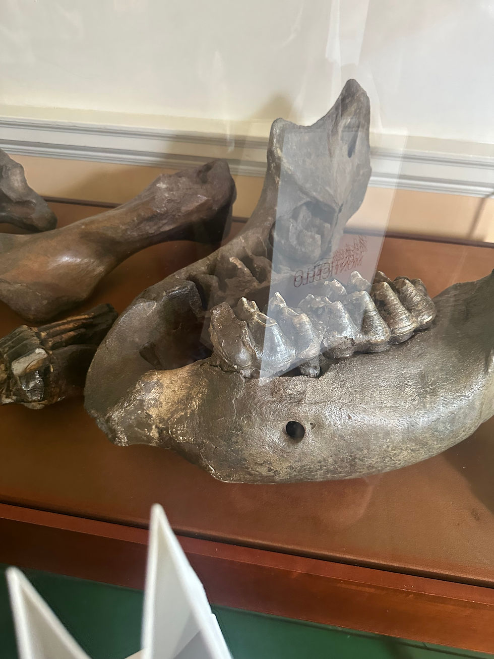 Dark brown fossils sent to Jefferson by his good friends Lewis and Clark.
