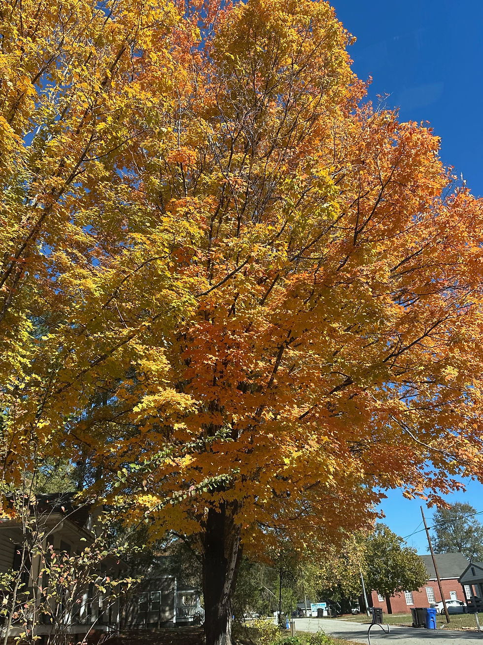 Two large trees with dark bark have turned vibrant shades of orange and yellow, with a bright blue sky behind them.