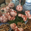 Thumbnail: Vintage Cinnabar Toile Christmas Ornaments