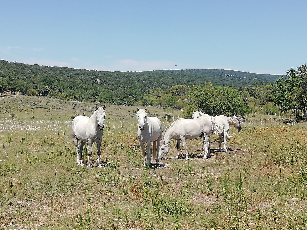 chevaux Camargue