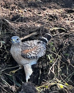 Red Shoulder Hawk