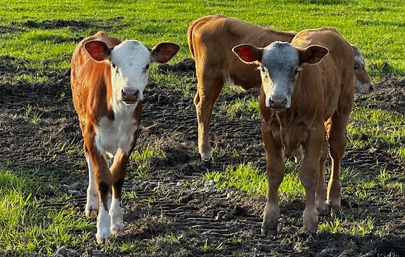 calves