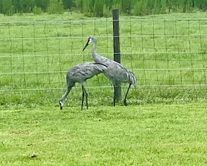 Sandhill Cranes