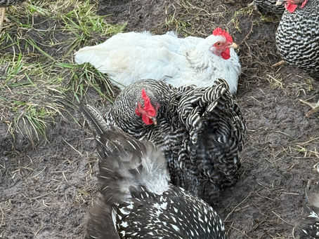 Chicken Spa Day