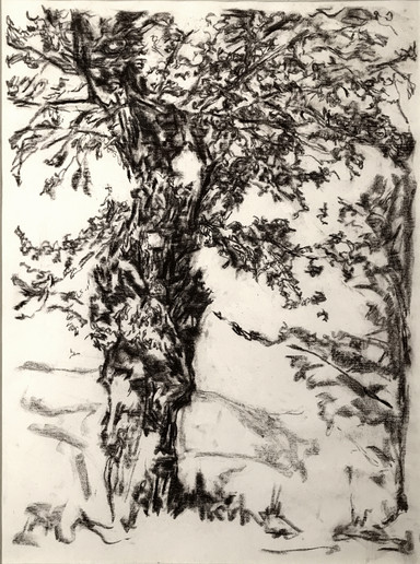 dessin-arbre copie.tif