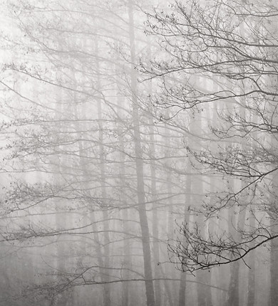 Bare tree branches in a misty forest, with tall trunks fading into the fog