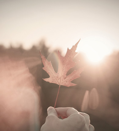 Hand holding a maple leaf against a soft, glowing sunset