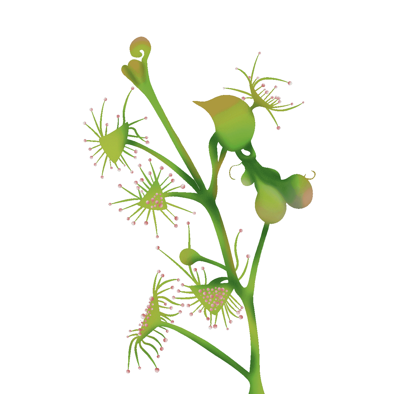 茅膏菜.gif