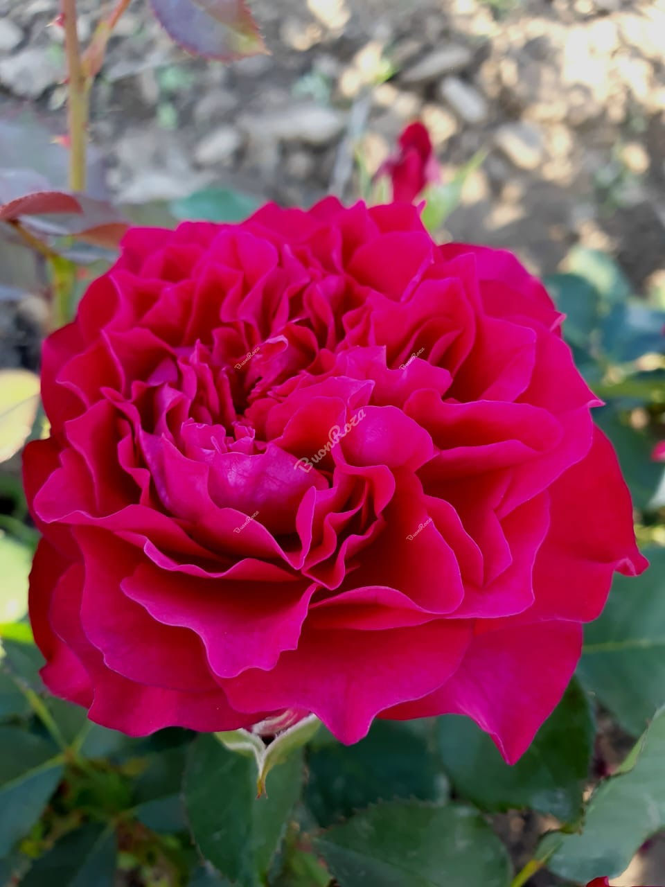 Роза Вельвети Твайлайт (Velvety Twilight)