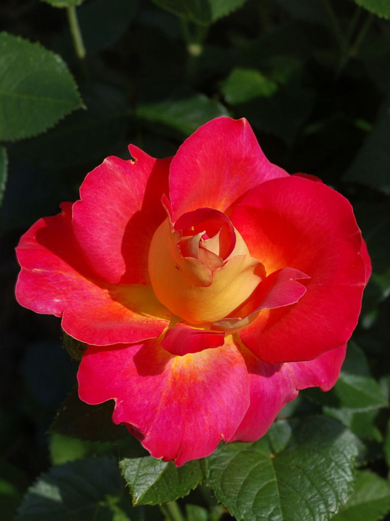 Роза Декор Арлекин (Decor Arlequin)