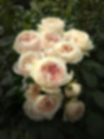 Роза Шифон (Chiffon)