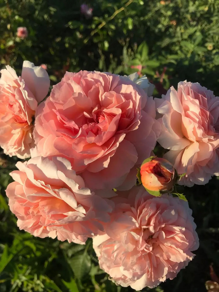 Роза Пустиния (Poustinia)