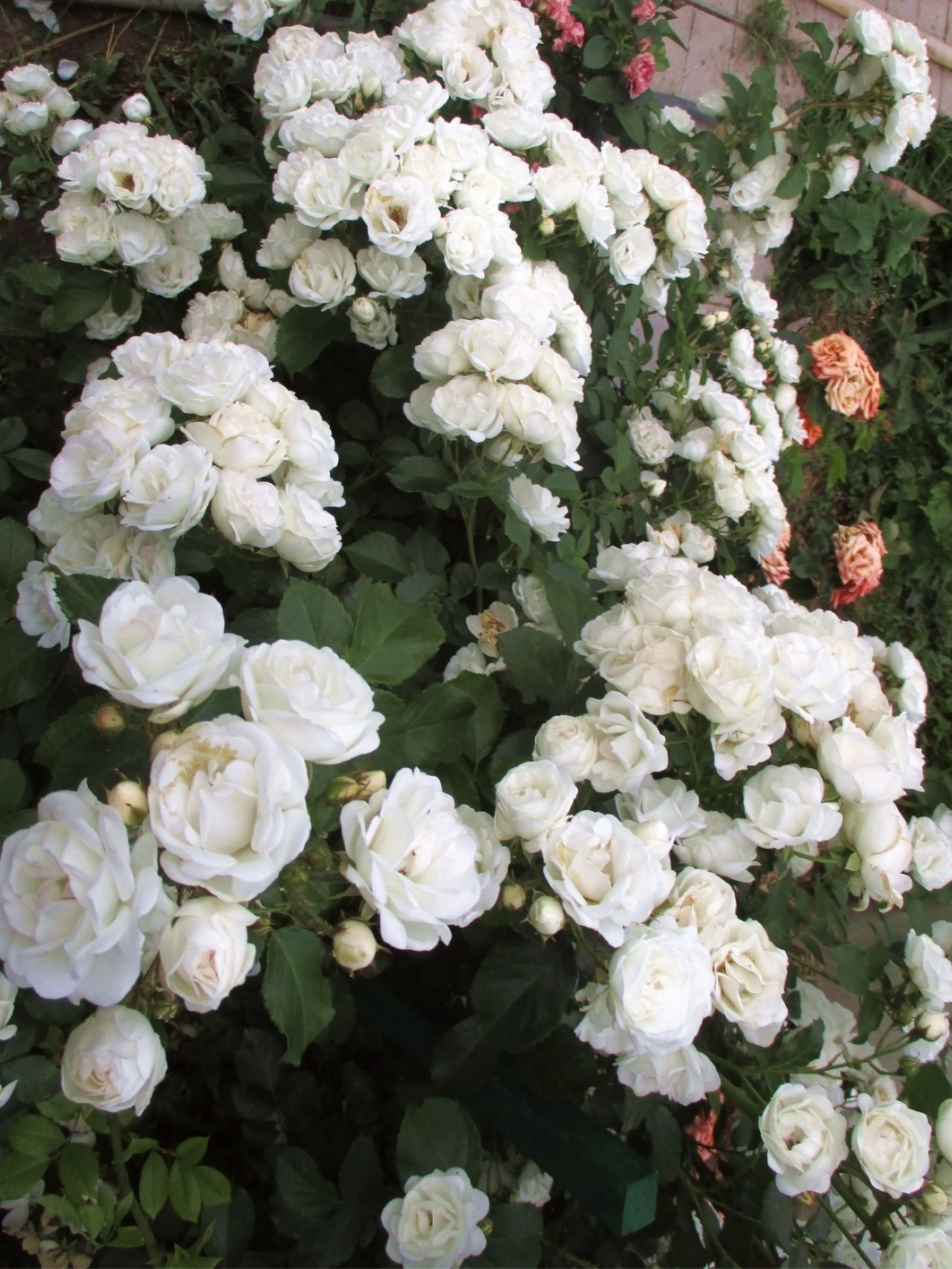 Роза Неж Д'Этэ (Neige d'Ete)