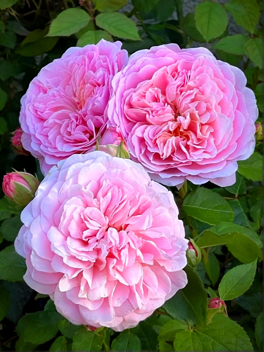 Роза Бель Де Кале (Belle de Calais)