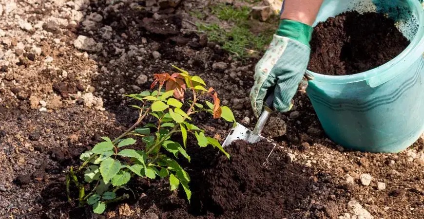 eye-level view of young tree seedling planted in prepared soil