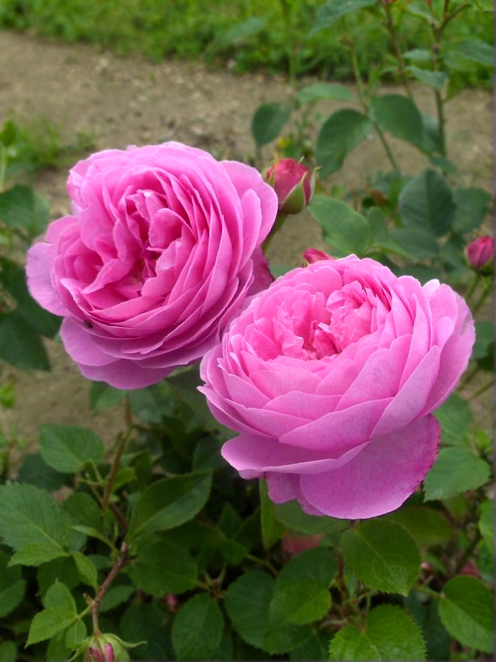 Роза Гертруда Джекилл (Gertrude Jekyll)