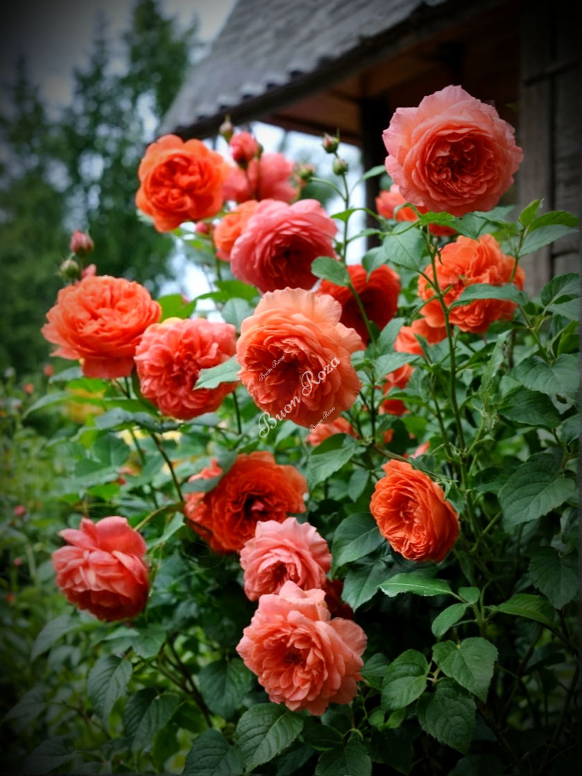 Роза Майнтауэр (Maintower)