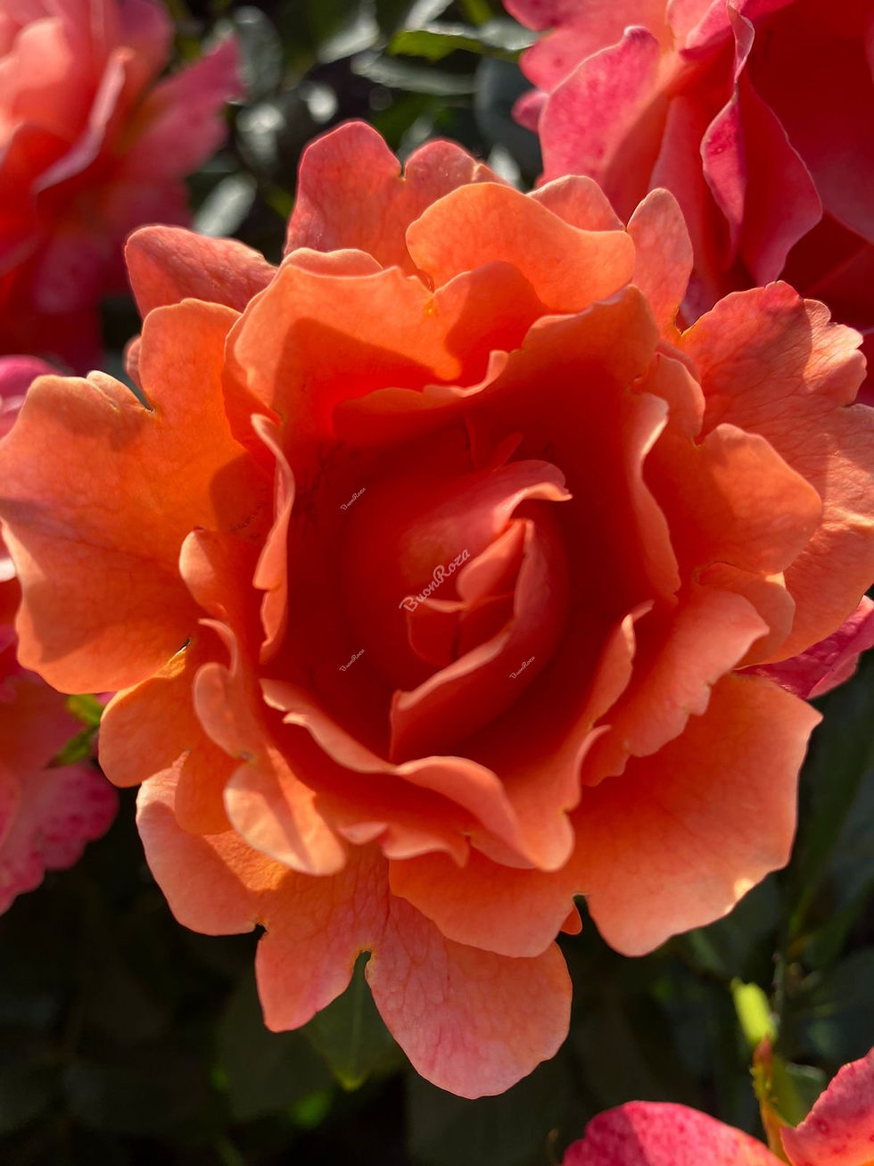 Роза Изи Даз Ит (Easy Does It)