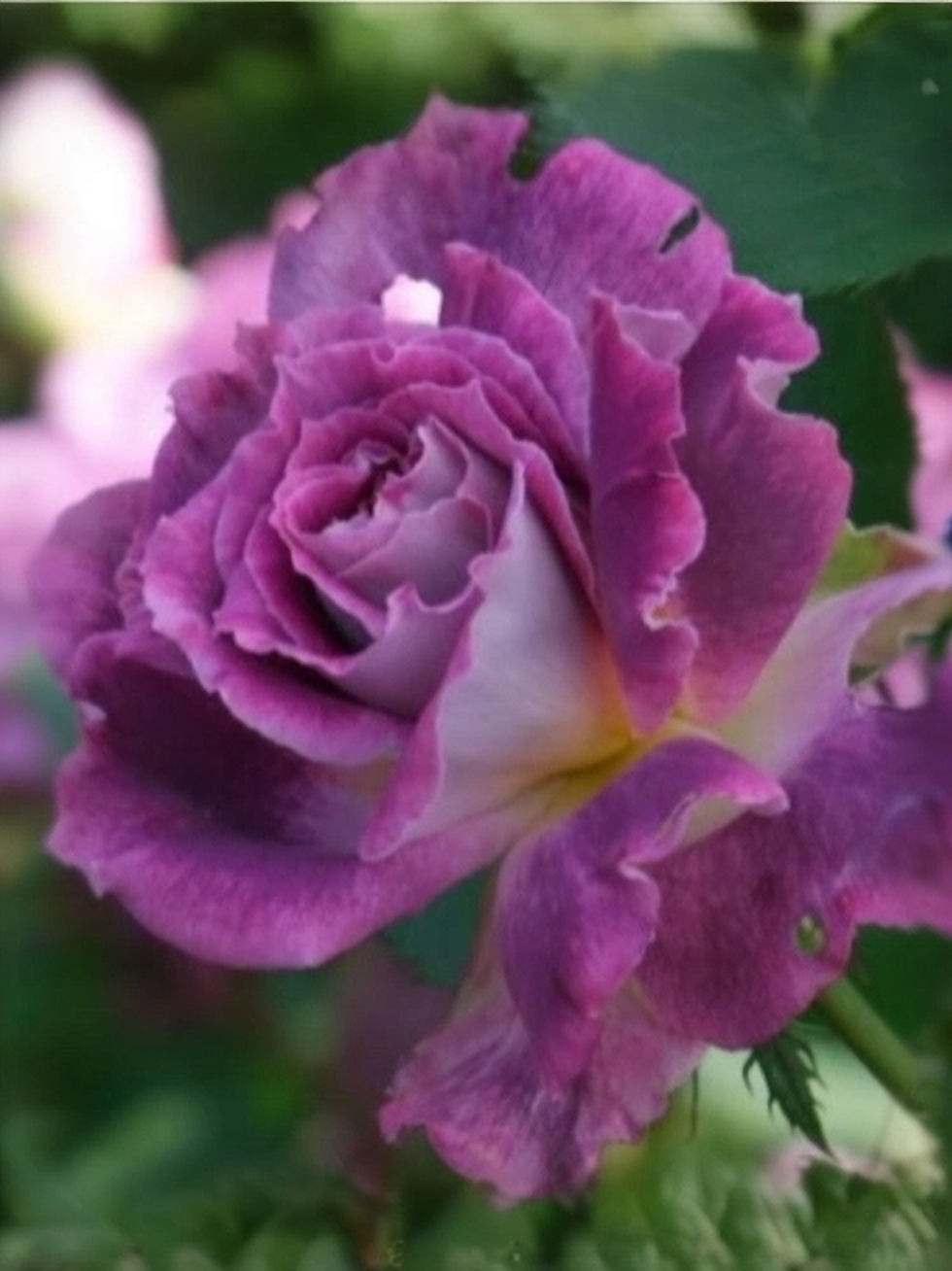 Роза Катрин (Kathryn)