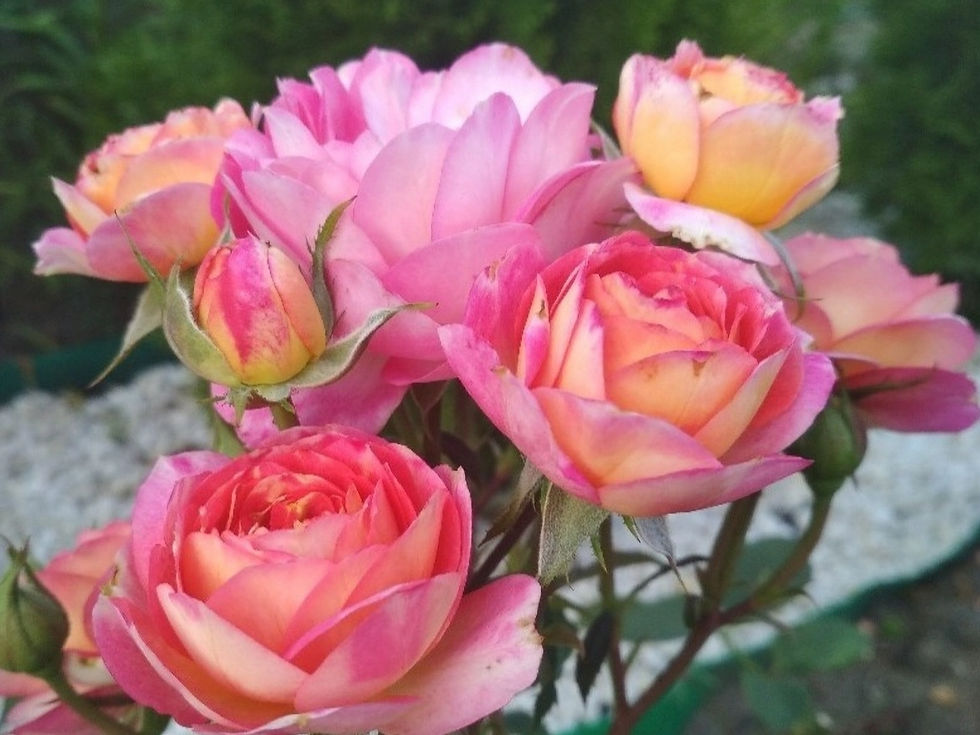 Роза Лес Потес Де Бедрос (Les Potes de Bedros)