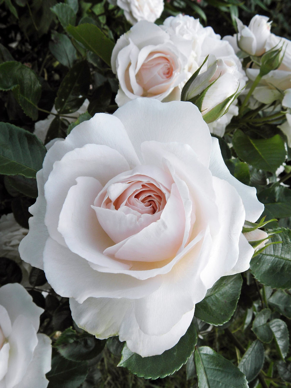 Роза Мисс Диор (Miss Dior)