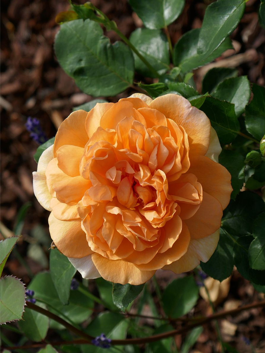 Роза Дама Джуди Денч (Dame Judi Dench)