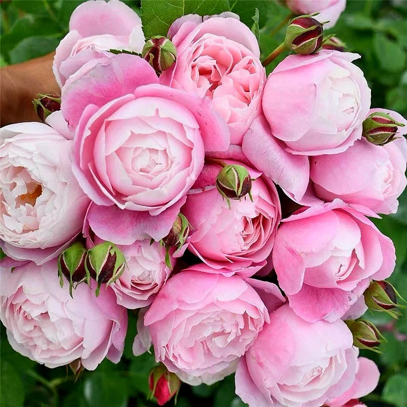 Роза Плум (Plume)