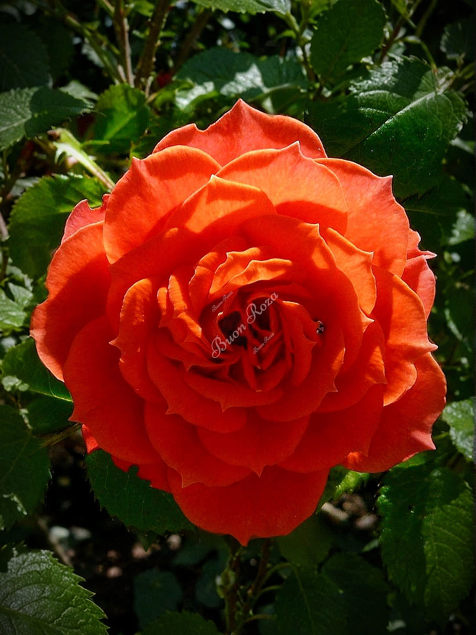 Роза Майнтауэр (Maintower)