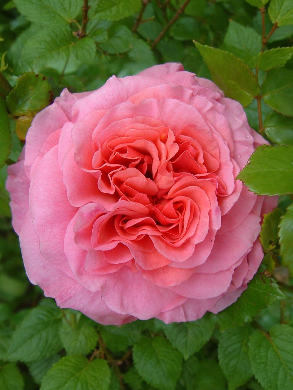 Роза Алоха Бернер (Aloha Berner)