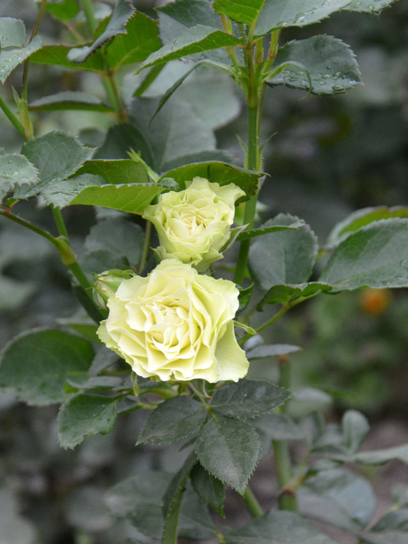 Роза Лувиана (Luviana)