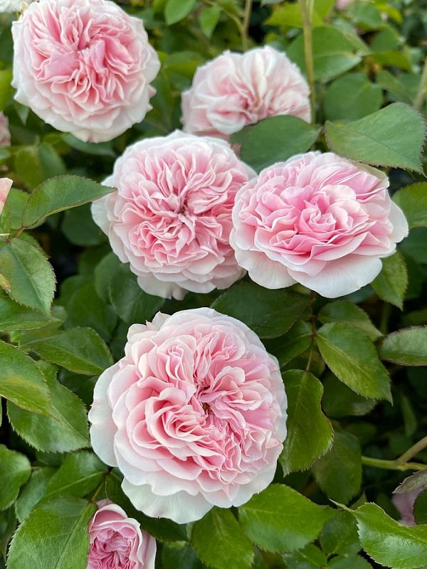 Роза Мария Терезия (Maria Theresia)