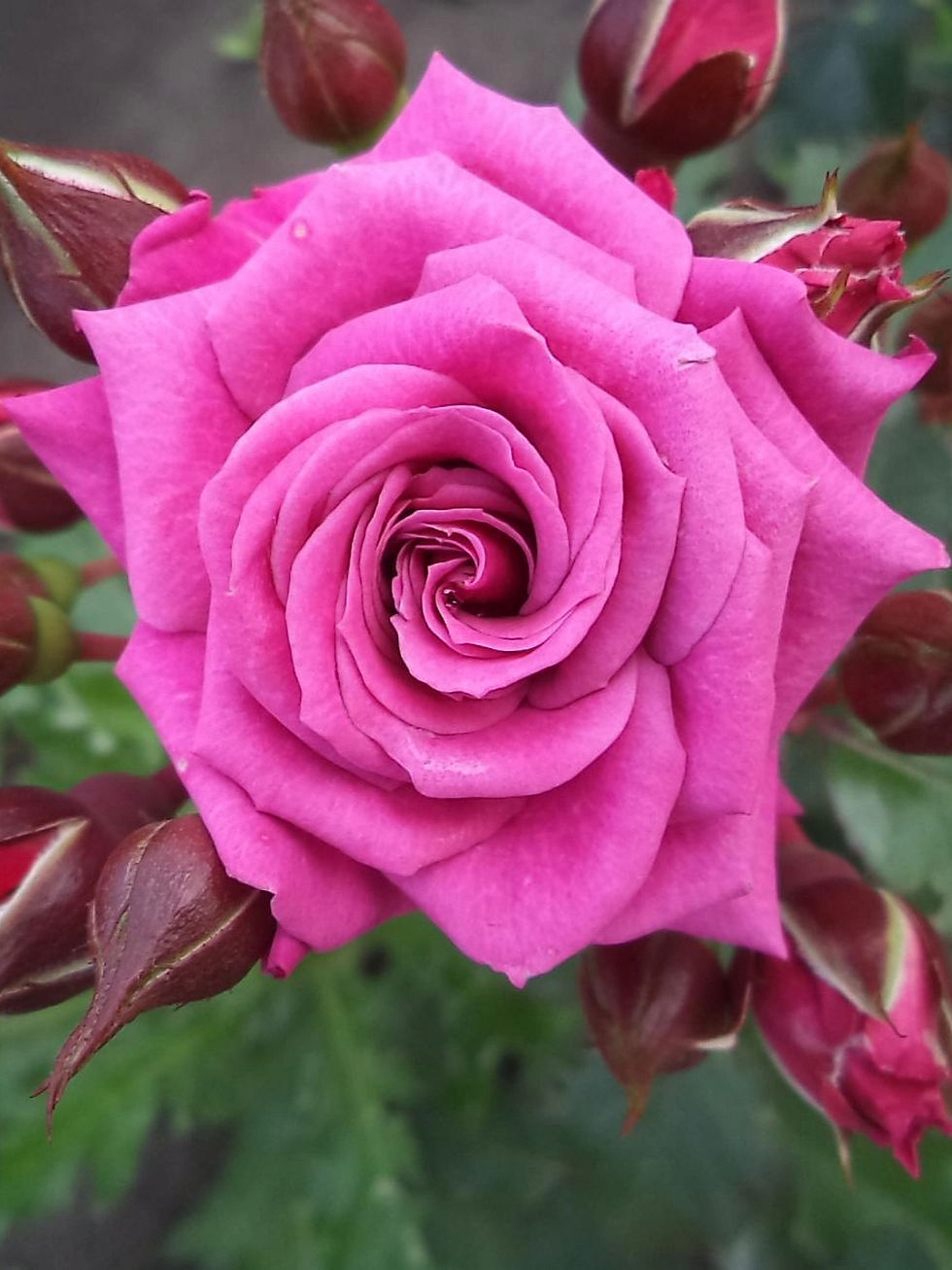 Роза Орион (Orion)