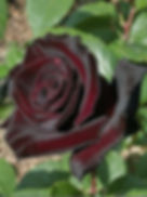 Роза Блек Баккара (Black Baccara)