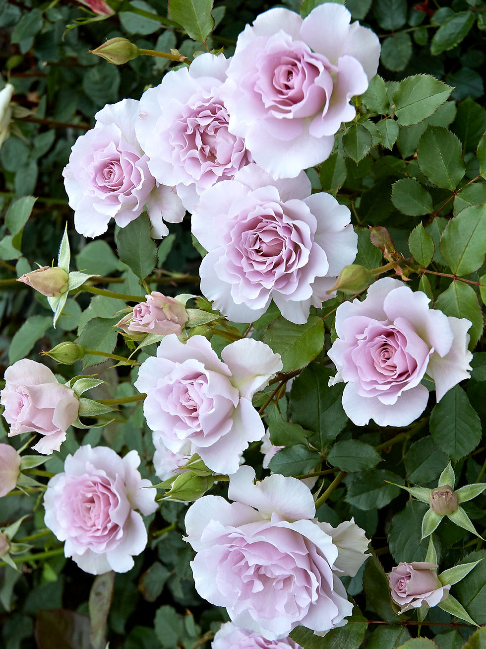 Миниатюра: Роза Нью Вейв (New Wave)