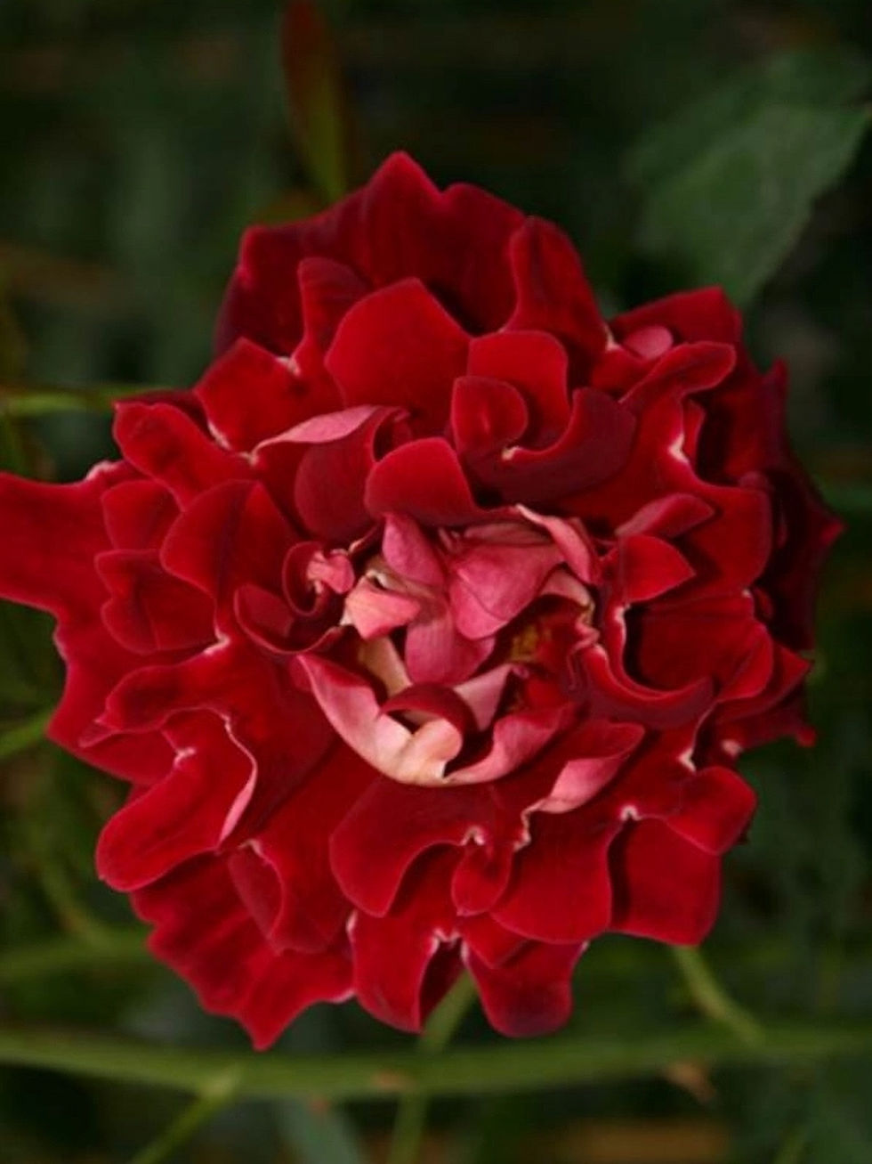 Роза Мистик Раффлс (Mystique Ruffles)