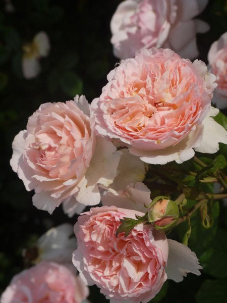 Роза Принцесса Шарлен де Монако (Princesse Charlene de Monaco)