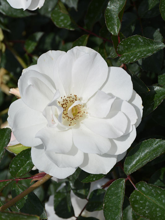 Роза Айсберг (Iceberg)