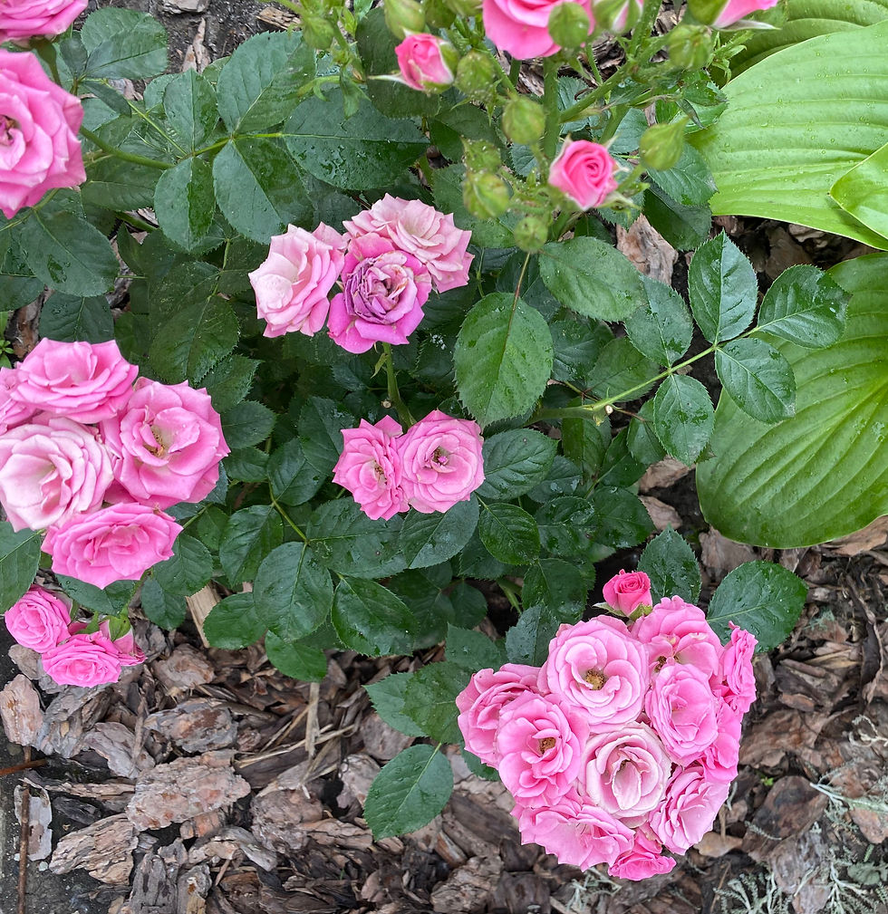 Роза Лидия Классик (Lidiya Classik)