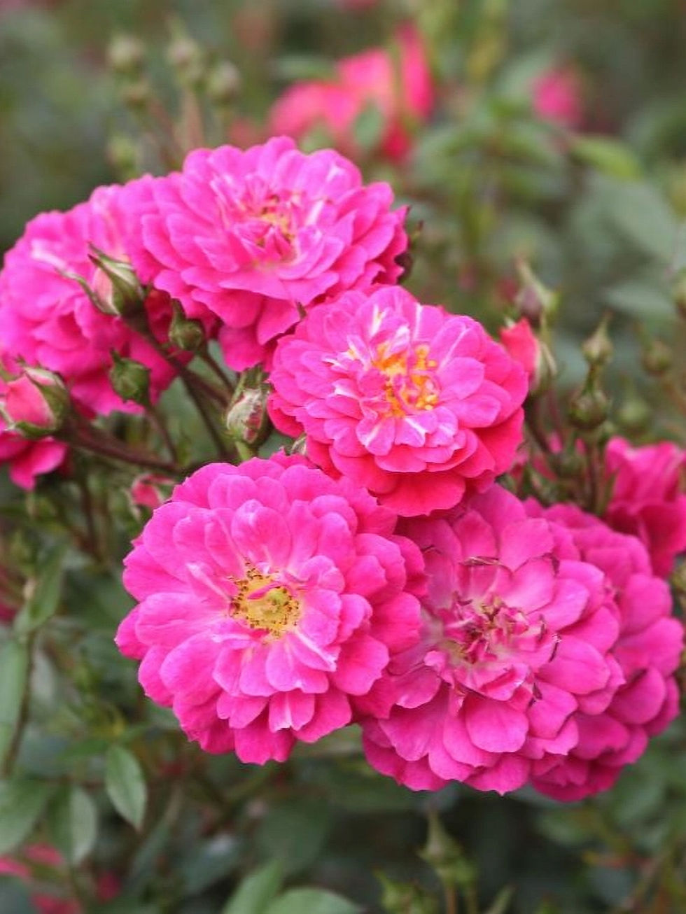 Роза Перпл Рейн (Purple Rain)