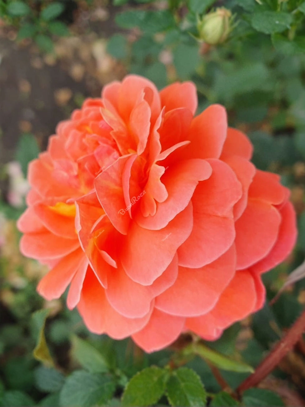 Миниатюра: Роза Жардин де Брюле (Jardin du Brule)