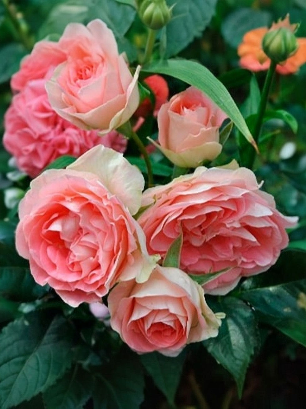 Роза Джет Сет (Jet Set)