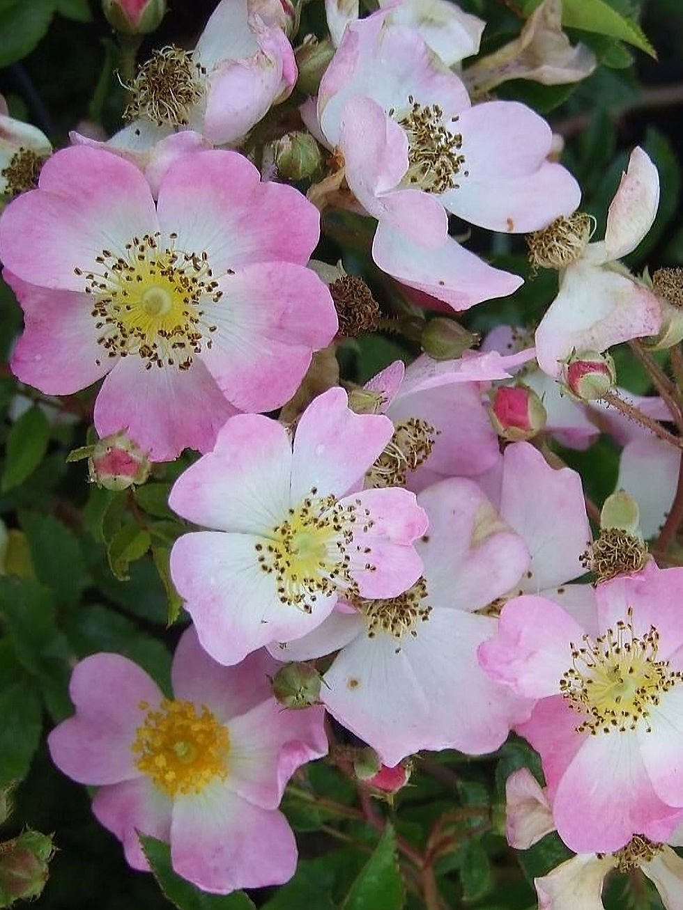 Роза Тапи Волан (Tapis Volant)