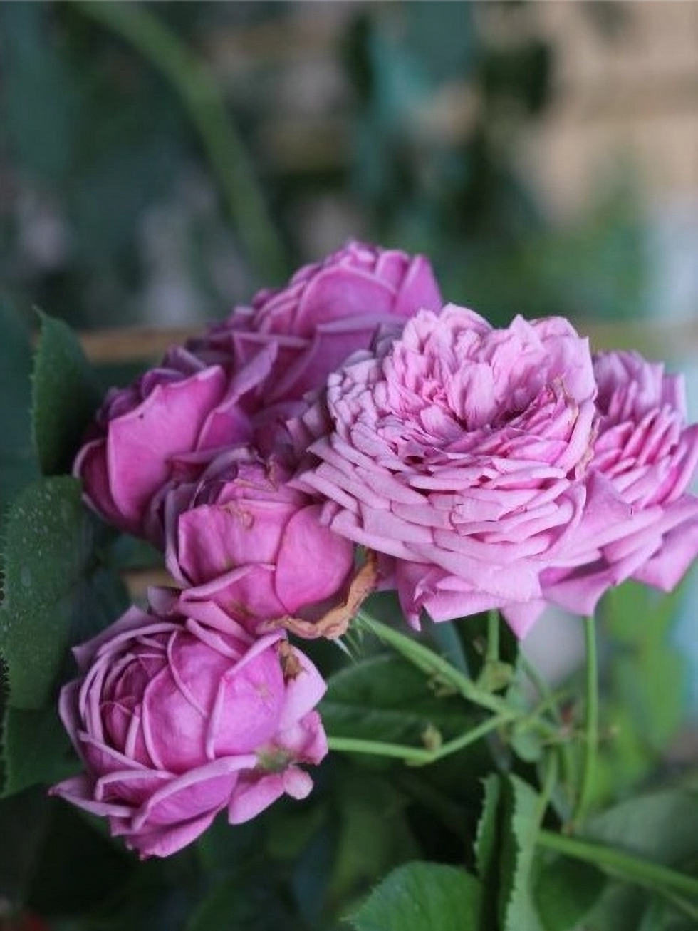 Роза Дьюранс Ансьон (Durance Ancian)